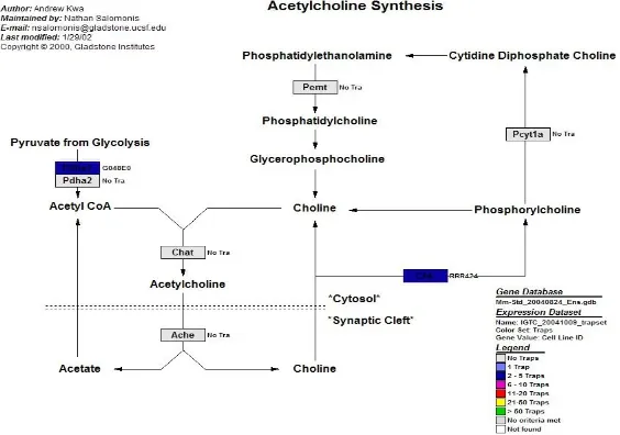Gambar 1commit to user . Sintesis asetilkolin (Amy, 2008) 
