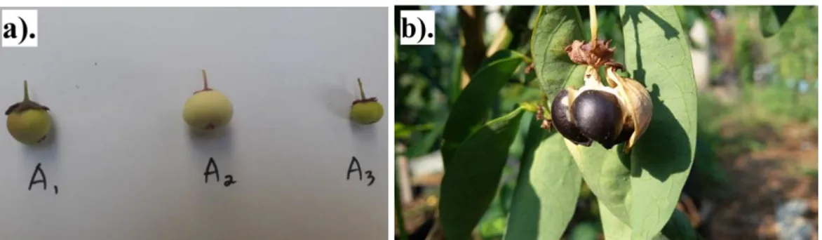 Gambar 3    a) Penampilan buah A1 (aksesi  Sukabumi), A2 (aksesi  Cianjur), dan  A3 (aksesi  Bogor), b) Penampilan biji tanaman katuk 