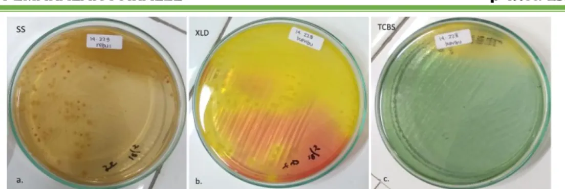 Gambar 2. Pertumbuhan koloni negatif sampel daging sapi pada medium selektif; (a) SS, (b) XLD   (Salmonella sp.), dan (c) TCBS (Vibrio cholerae) 