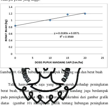 Gambar 10. Grafik hubungan dosis pupuk kandang sapi dan berat buah 
