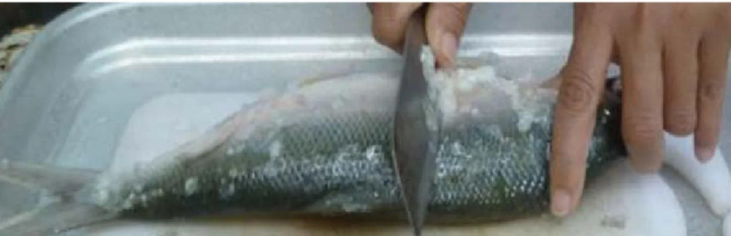 Gambar 6. Proses Penghilangan Sisik Ikan - Sumber: dokumentasi pribadi