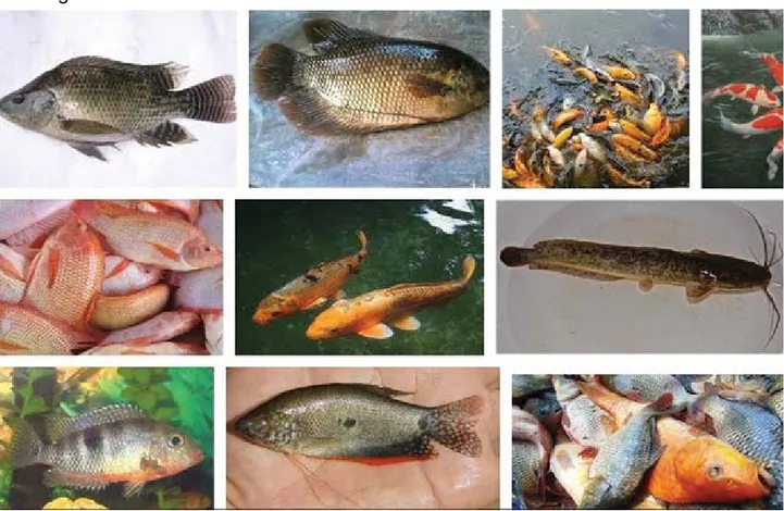Tabel 1. Ciri- Ciri Fisik Ikan Segar