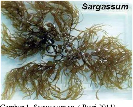 Gambar 1. Sargassum sp. ( Putri 2011) 