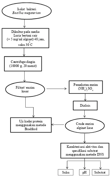 Gambar 3. Diagram alir produksi dan karakterisasi enzim alginat liase 