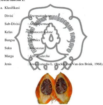 Gambar 1. Buah pinang (Pandawa, 2011) 
