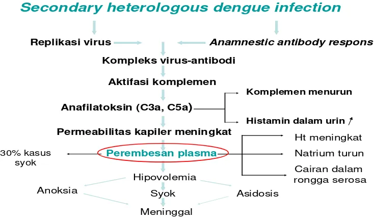 Gambar 2. Hipotesis infeksi sekunder11 