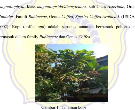 Gambar 1. Tanaman kopi 