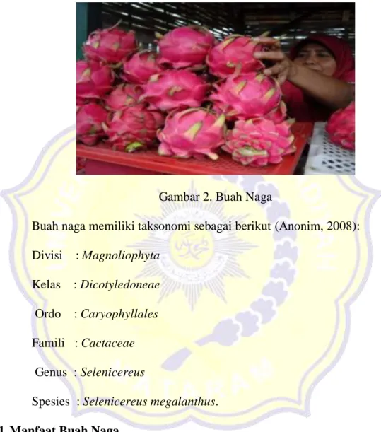 Gambar 2. Buah Naga 