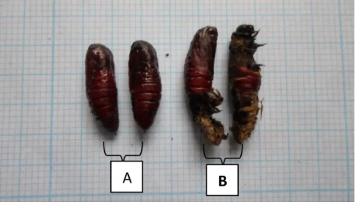 Gambar 3. Pupa S. litura yang setelah di aplikasi isolat bakteri B. thuringiens Sehat (A) dan Pupa yang sakit  (B) 