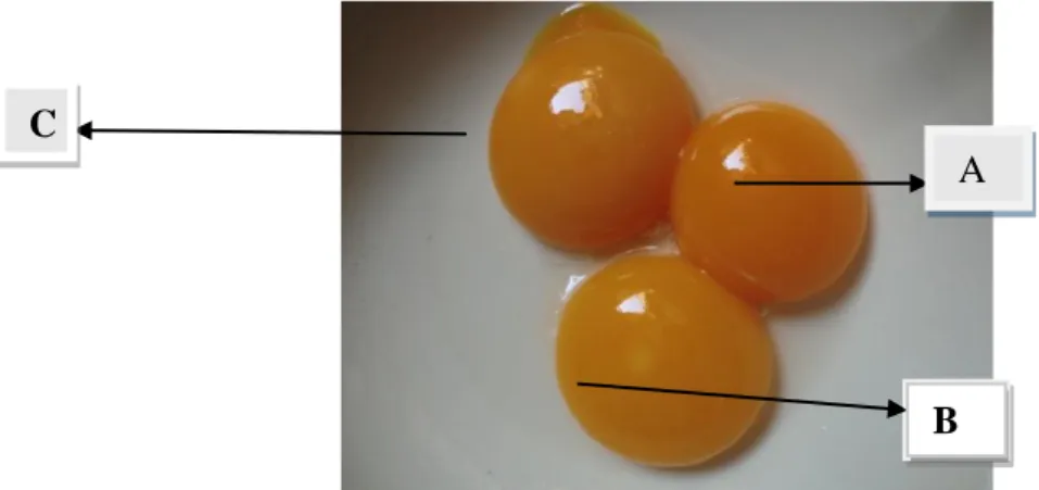 Gambar 1.   Kuning telur (A) itik Magelang, (B) itik Tegal, (C) itik Pengging Berdasarkan warna kuning  telur  menujukkan  terdapat perbedaan  karoten    dan  vitamn  A  pada  telur itik  Magelang,  itik  Tegal dan itik Pengging