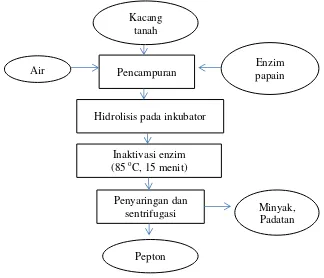 Gambar 1  Diagram alir pembuatan pepton kacang tanah (Nurhayati et al. (2008); Wijayanti (2009)) 