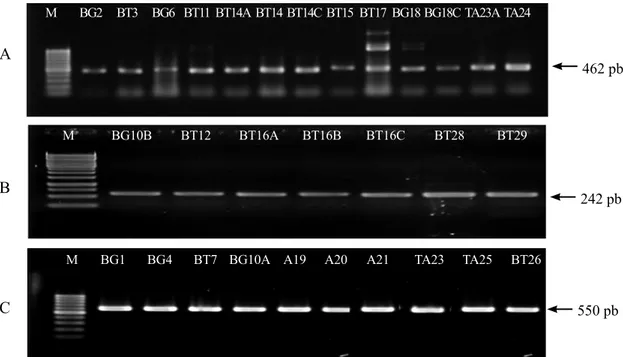 Gambar  3    Hasil  amplifikasi  isolat  Fusarium spp. A, F. oxysporum f. sp. cubense  TR4  menggunakan primer FocTR4 (Isolat BG2, BT3, BG6, BT11, BT14A, BT14B, BT14C, BT15,  BT17, BG18, BG18C, TA23A, TA24); B, F