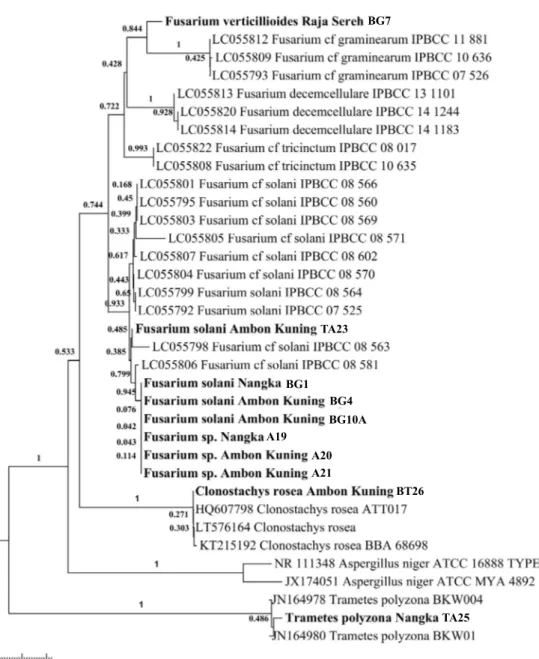Gambar  4    Pohon  filogenetika  analisis  sikuen  nukleotida  daerah  ITS  menggunakan  metode  neigbour-joining dan model jukes and cantor