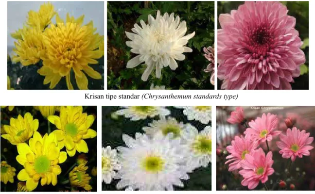 Gambar 2.   Beberapa warna krisan potong yang disukai konsumen (Several of chrysanthemum cut flowers 