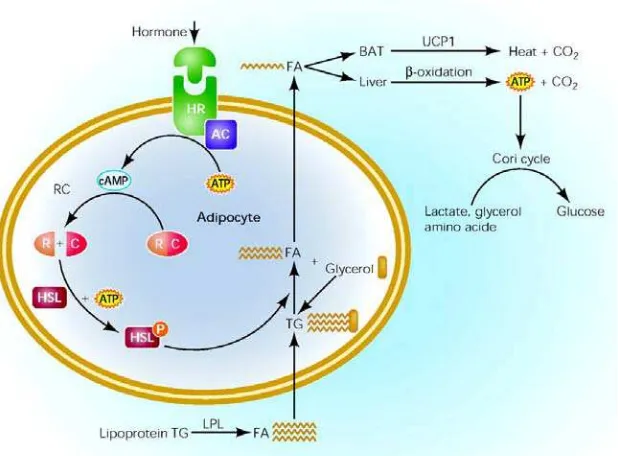 Gambar 2.2. Proses sinstesis dan pemecahan lipid di jaringan lemak 