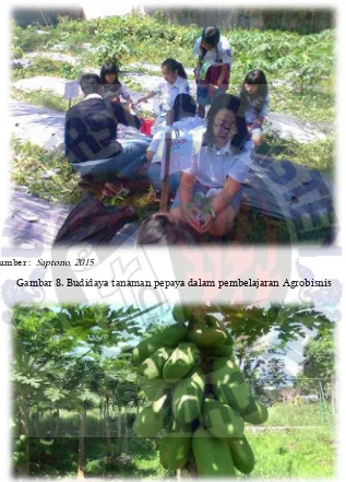 Gambar 8. Budidaya tanaman pepaya dalam pembelajaran Agrobisnis 
