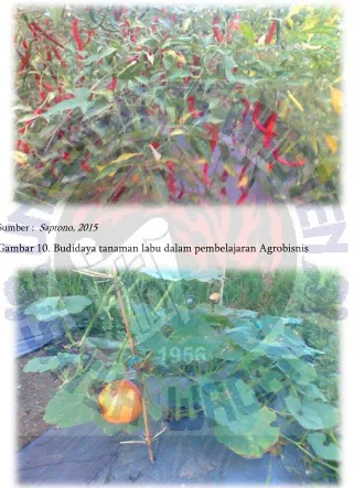 Gambar 10. Budidaya tanaman labu dalam pembelajaran Agrobisnis  