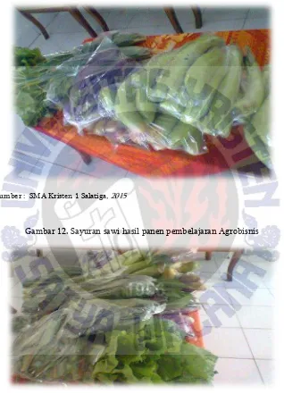 Gambar 12. Sayuran sawi hasil panen pembelajaran Agrobisnis 