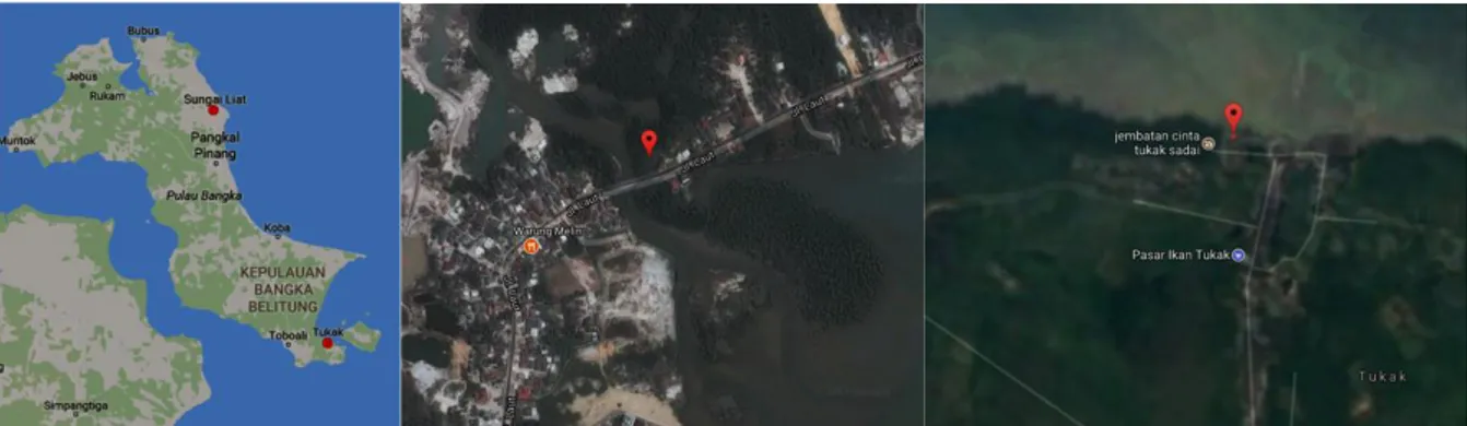 Gambar 1. Lokasi Pengambilan Sampel Serasah Daun Mangrove  Di Sungailiat (tengah) dan Tukak Sadai (kanan)