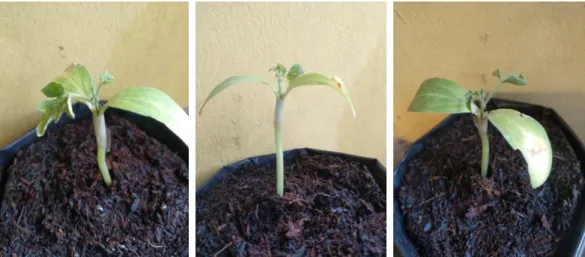 Gambar 2. Hasil grafting tanaman mentimun dan semangka 