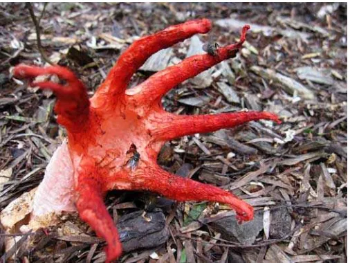 Figure 1: Starfish Fungus, Canberra, Australia 