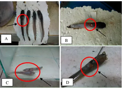 Tabel 5. Hasil Uji Morfologi dan Uji Biokimia Bakteri Diisolasi dari Ikan Lele  