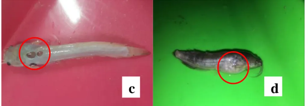 Gambar 1. Gejala Klinis Ikan Lele yang Diinfeksi A. hydrophila  Keterangan:  a. nekrosis; b