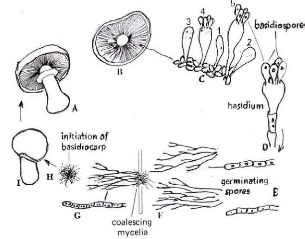 Gambar 2.4. Skematik dari jamur Amanita 
