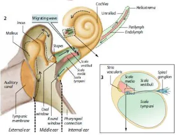 Gambar 2.3. Transmisi Suara ke Koklea (Despopoulos & Silbernagl, 2008) 