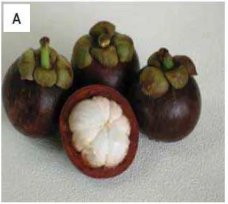 Gambar 2.7.Garcinia mangostana (Shibata et al,. 2011) 