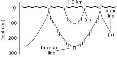 Fig. 1.) a regular longline with six hooks be-28 hooks between floats, like those deployed by Hawaii-basedlongliners to catch bigeye tuna