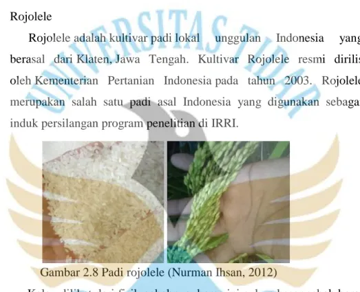 Gambar 2.8 Padi rojolele (Nurman Ihsan, 2012) 