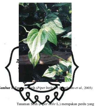 Gambar 1. Tanaman Sirih (Piper betle L.) (Moeljanto et al., 2003) 