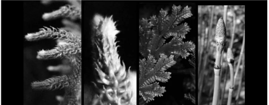 Gambar 2.1. Tumbuhan paku yang memproduksi strobilus. Dari kiri  ke kanan :  Lycopodiella cernua, strobilus Ly