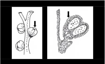 Gambar  2.2.  Sinangium  Psilotum  nudum   (kiri)  (ditandai  dengan  tanda panah) dan anatominya (kanan) (Ilustrasi Nery Sofiyanti) 