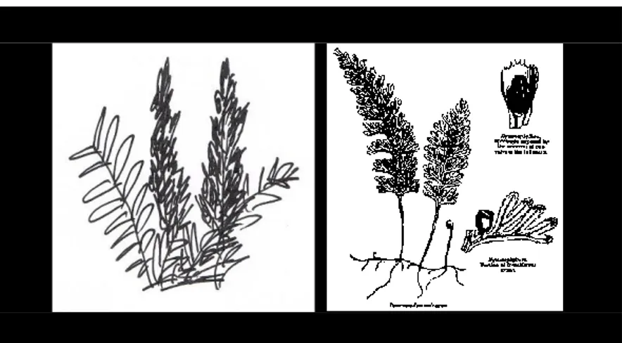 Gambar  2.  4.  Morfologi  sorus  pada  Osmunda   sp.  (kiri)  (ilustrasi  Nery Sofiyanti)dan  Hymenophyllum  sp