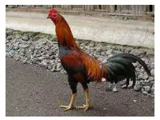 Gambar 1. Ayam Kampung 