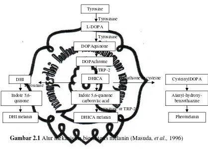 Gambar 2.1 Alur mekanisme biosintesis melanin (Masuda, et al., 1996) 