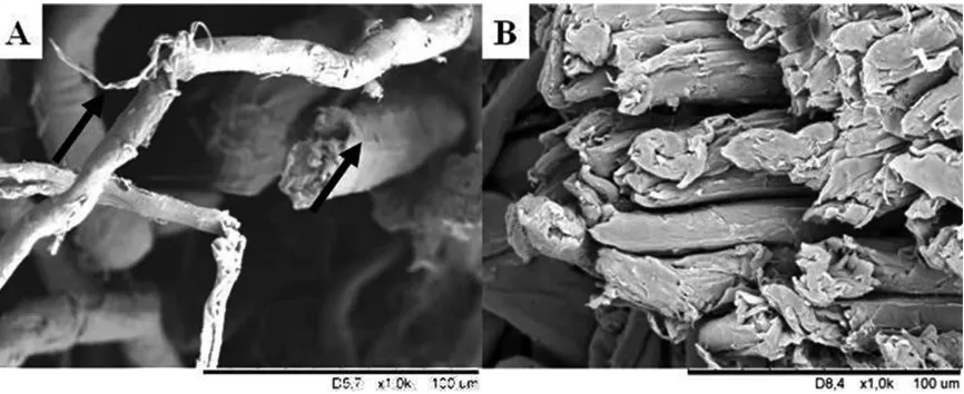 Figure 2. T-3 panel SEM. Rupture zone after static bending tests (A) and tensile strength of the ibers (B).