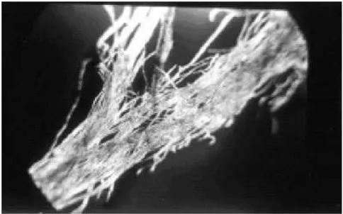 Figure 11Polarizing light micrograph of 20% alkali-treatedbamboo ﬁber.