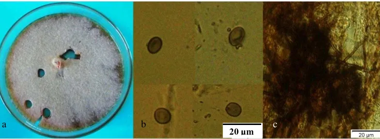 Gambar 4 Chaetomium globosum asal Zingiberaceae a. koloni pada media PDA umur 30 hari; b