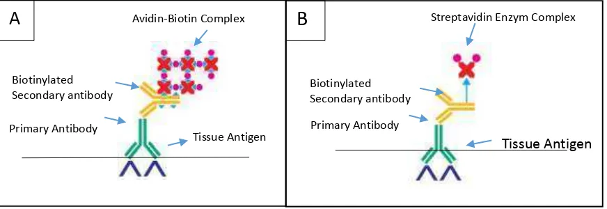 Gambar 2.3.  Metode IHK tidak langsung.  Keterangan: A)Metode Avidin-Biotin Complex (ABC), B) Metode Labeled Streptavidine Biotin (LSAB)