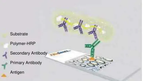 Gambar 2.4. Super SensitiveTM Polymer-HRP IHC Detection System (Biogenex,                                2013) 
