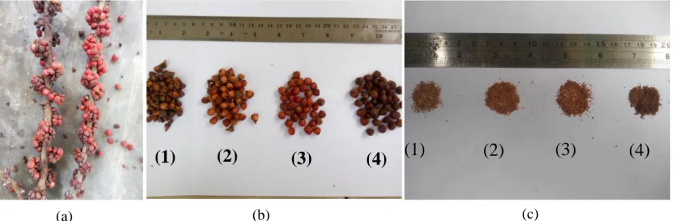 Gambar 1.  (a) Buah langusei yang masih melekat pada tangkai buah, (b) Perlakuan tingkat kemasakan benih  Langusei  berdasarkan  warna  buah,  1)  Buah  berwarna  oranye-kecokelatan;  2)  Buah  berwarna  oranye-kemerahan; 3) Buah berwarna merah; dan 4) Bua