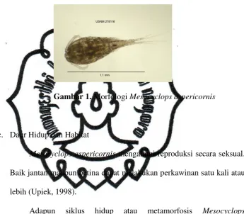 Gambar 1. Morfologi Mesocyclops aspericornis 
