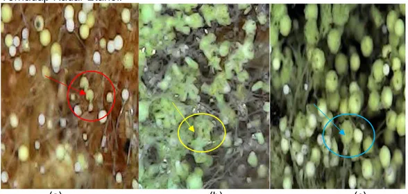 Gambar 9. Pertumbuhan jamur pada (a). Ragi 11gr (b). Ragi 13gr (c). Ragi 15gr  Dari gambar tersebut (a) pada kombinasi 25% kulit singkong dan 75% kulit  nanas  dengan  penambahan massa  ragi  sebanyak  11  gram,  terlihat  jamur  yang  tumbuh tidak terlalu