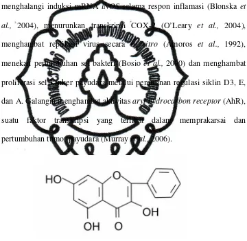 Gambar 2.3. Struktur Molekul Galangin 