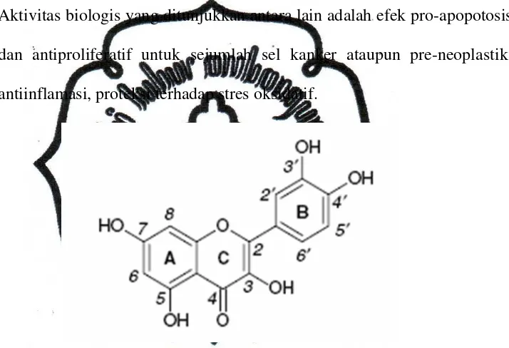 Gambar 2.4.  Struktur Molekul Kuersetin (diambil dari Santos et al., 2008)
