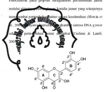 Gambar 2.2. Struktur Molekul Kuersetin (diambil dari Santoset al., 2008) 