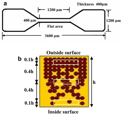 Fig. 3. Schematics of (a) the samples prepared from bamboo and (b) cross-section of the samples and nanoindentation matrix.